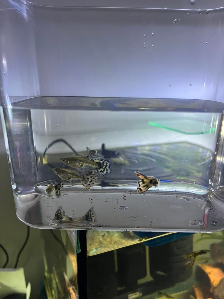 Guppies 1mannetje en 2 vrouwtje = €5, Ophalen, Zo goed als nieuw