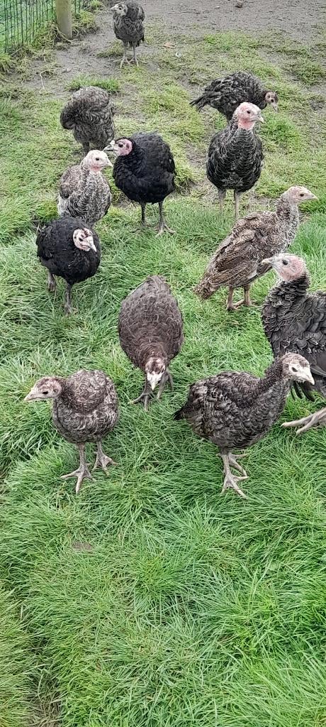 Amerikaanse brons kalkoenen zie beschijving, Dieren en Toebehoren, Pluimvee, Kalkoen