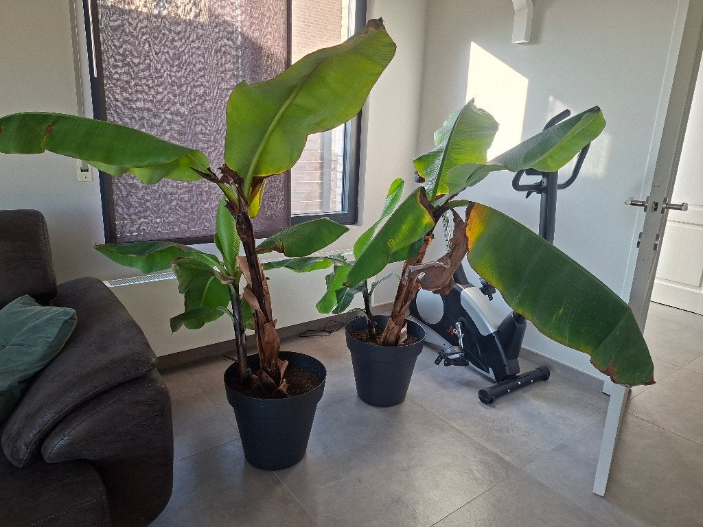 Bananenplant, Ophalen, Vaste plant