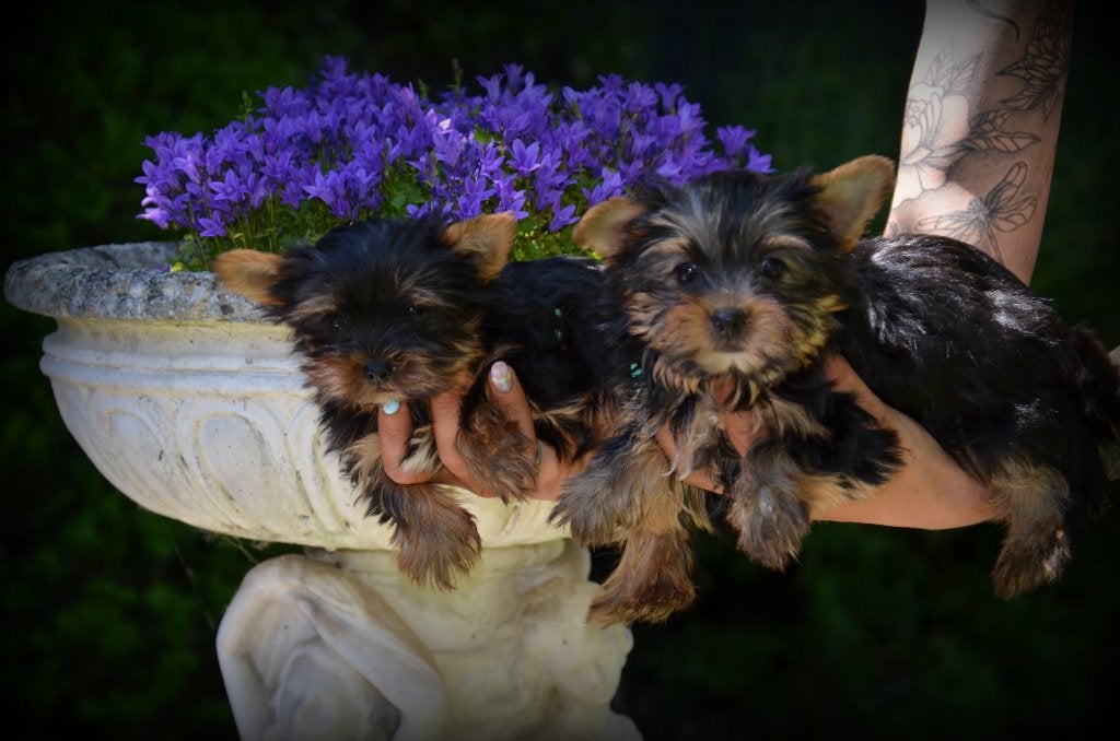 Chiots Yorkshire Terrier, 15 semaines à 1 an, Yorkshire Terrier, Maladie de Carré (chiens), Chienne