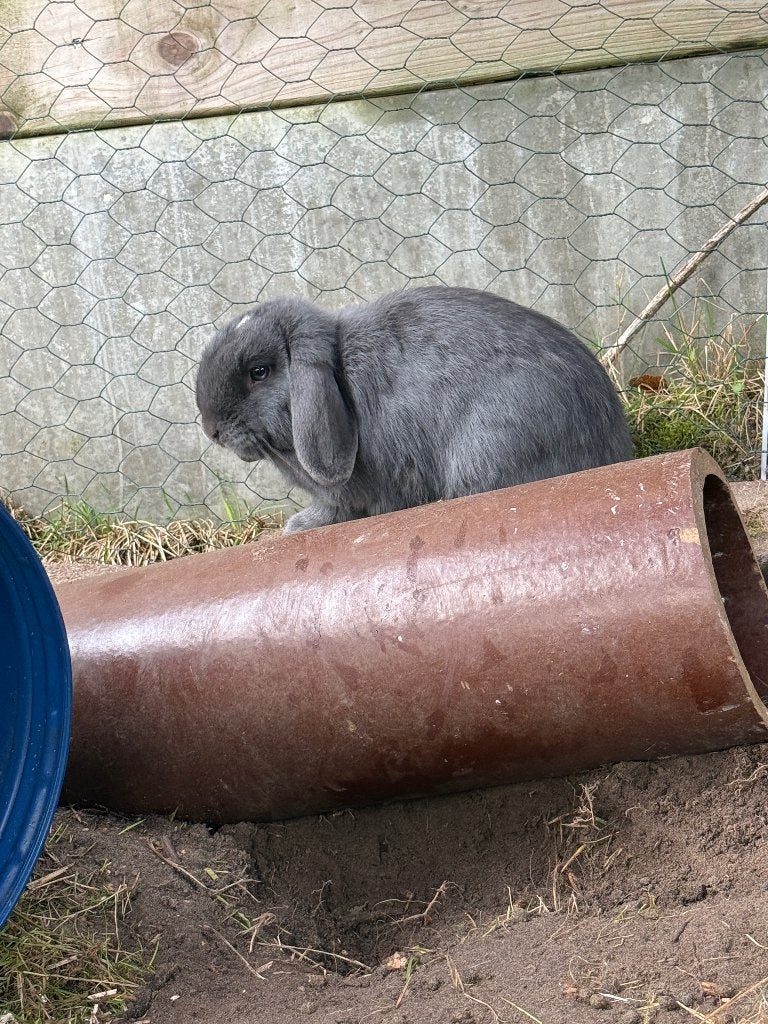 Koppel minilop, Dieren en Toebehoren