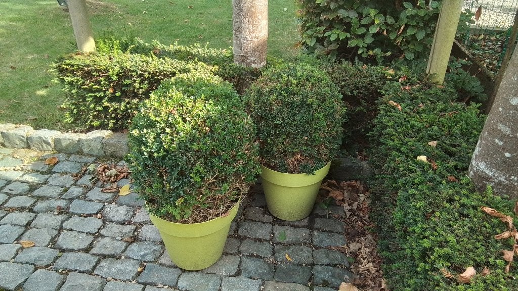 Buxus in pot, Ophalen, Vaste plant, Overige soorten, Halfschaduw