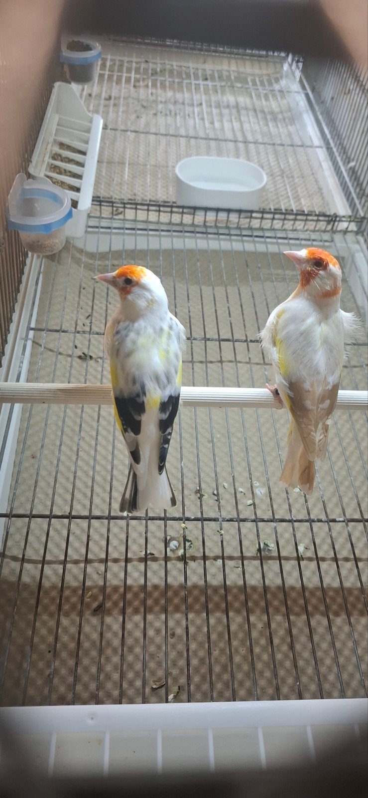 4 mâle panaché, Dieren en Toebehoren, Mannelijk