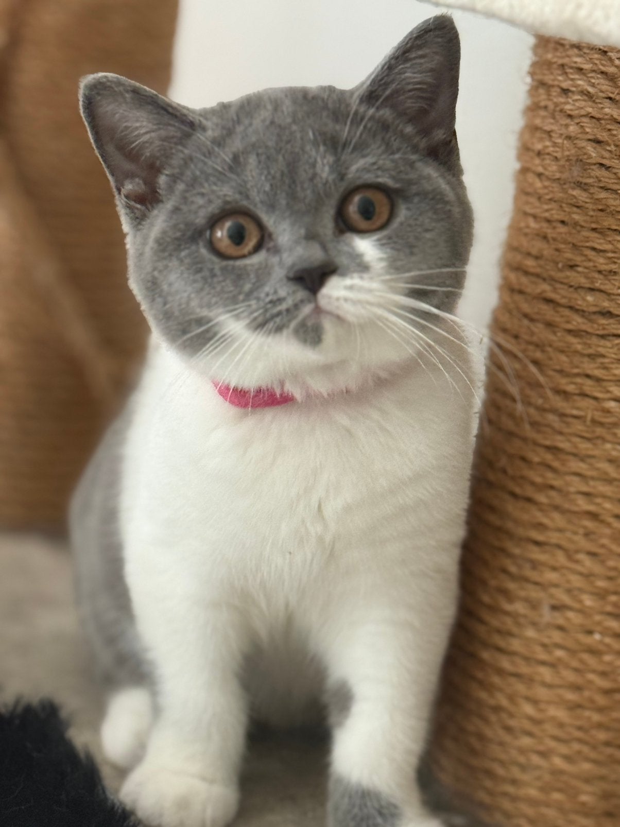 Prachtige Britse Korthaar - nog 1 poesjes met Stamboom, Poes, Met stamboom, 0 tot 2 jaar