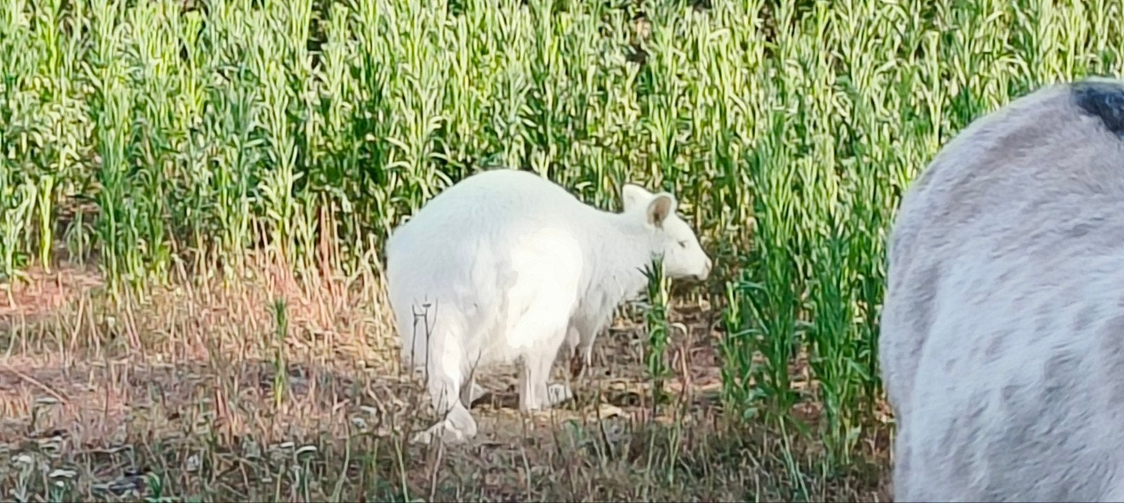 2 witte wallaby vrouwtjes, Animaux & Accessoires