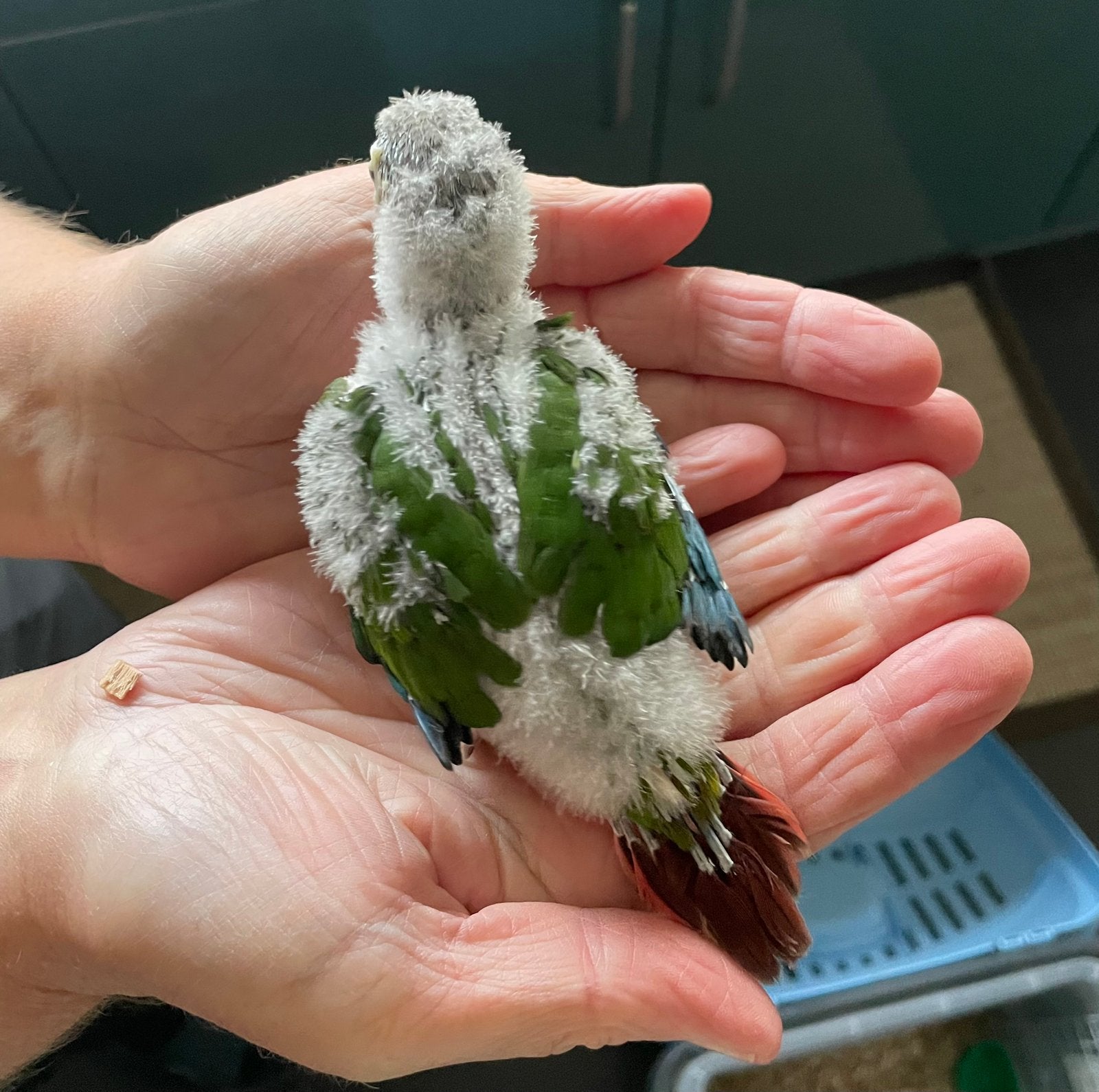 Jonge Pyrrhura geringd voor verder handopfok, Dieren en Toebehoren, Geringd