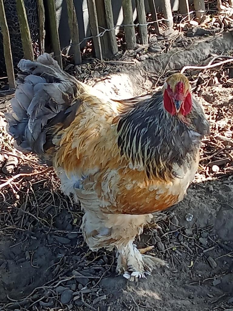 Brahma buff blauw haan, Dieren en Toebehoren, Pluimvee