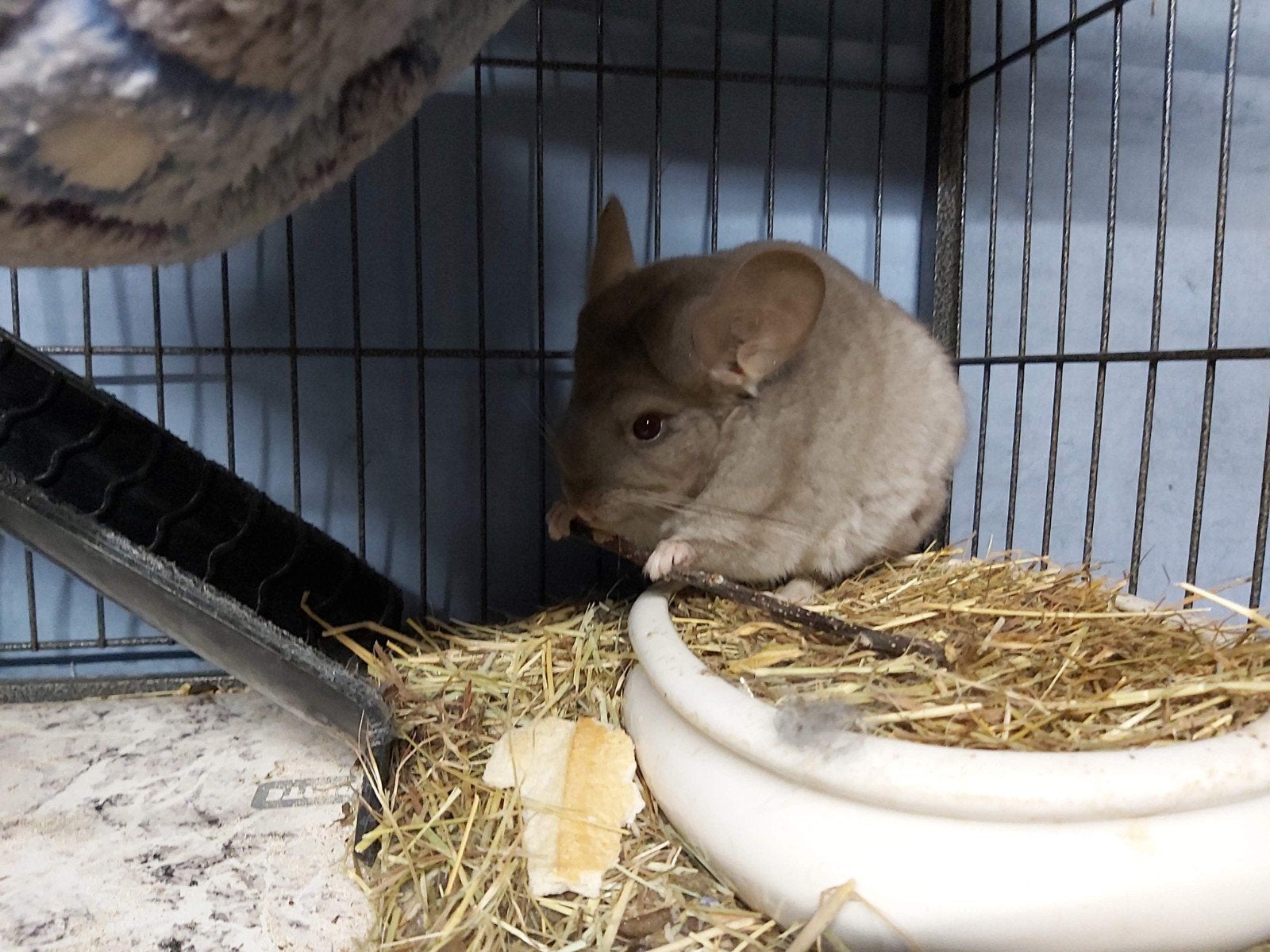 Chinchilla, Chinchilla, Juin, Domestique, Femelle