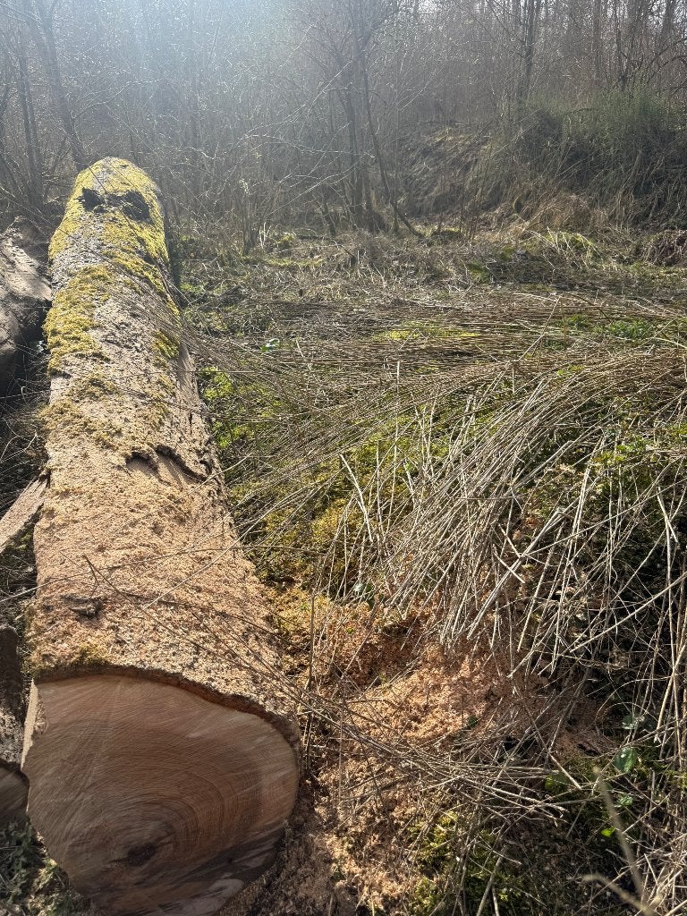 Bois de chauffage, Jardin & Terrasse, 6 m³ ou plus, Enlèvement ou Envoi, Frêne, Bûches