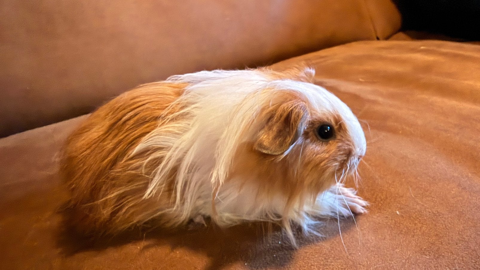Cavia , Cobaye Shelty Male bébé doré et blanc, Animaux & Accessoires, Août, Mâle, Domestique, Cobaye