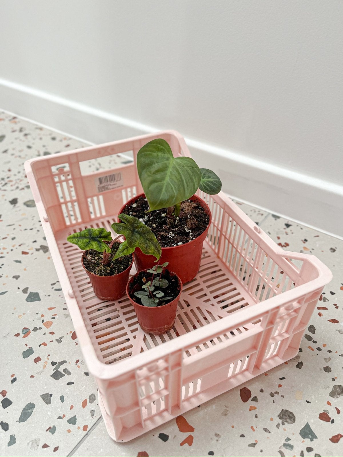 Special plant box 1, Ophalen, Overige soorten, Halfschaduw, In pot