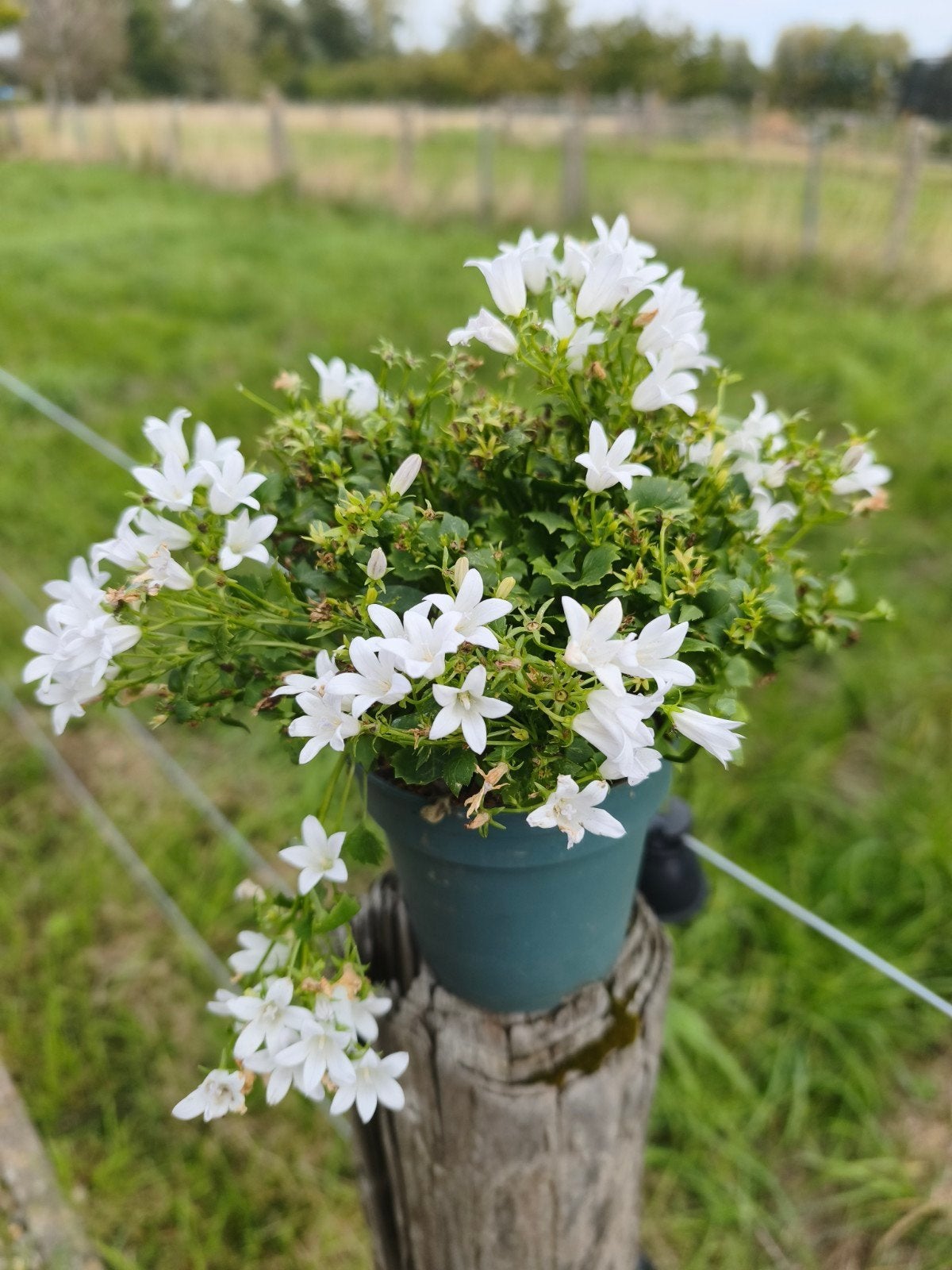 Campanula wit, Tuin en Terras, Ophalen