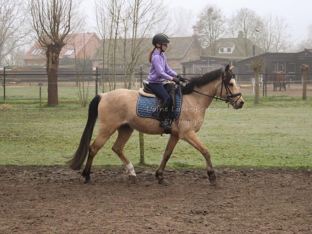 Lieve sociale grote D pony valk ruin met papier, Dieren en Toebehoren, Pony's, Ruin, D pony (1.37m tot 1.48m), Met stamboom, 3 tot 6 jaar
