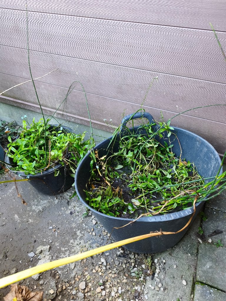 Gratis vijverplant moeras vergeet me nietje, blauwe bloem, Ophalen, Volle zon, Vaste plant, Vijverplanten