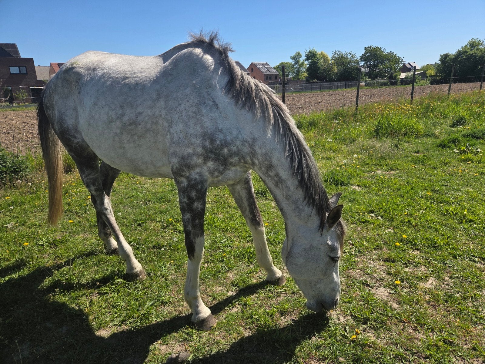 7 jarige merrie, Dieren en Toebehoren, Paarden, Merrie, Springpaard, Met stamboom, B