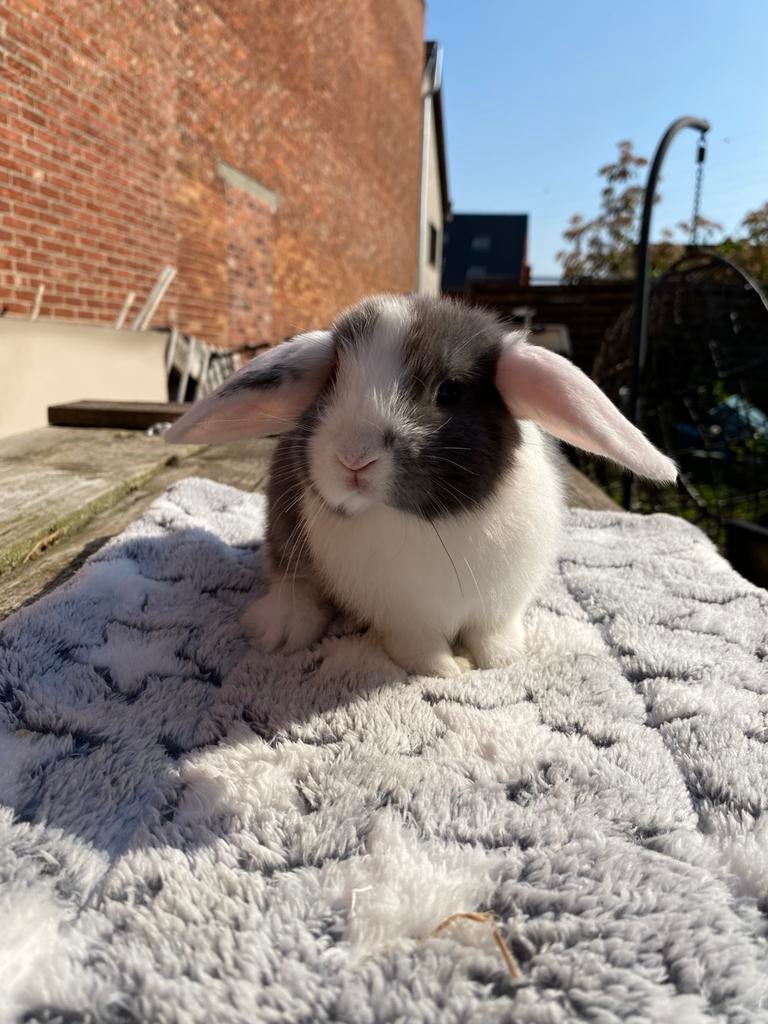 Nhd voedster, Dieren en Toebehoren, Konijnen, Vrouwelijk, Dwerg, Hangoor, 0 tot 2 jaar