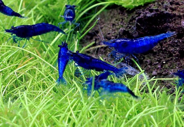 Neocaridina Velvet Blue garnalen (import), Dieren en Toebehoren, Kreeft, Krab of Garnaal, Zoetwatervis, Schoolvis