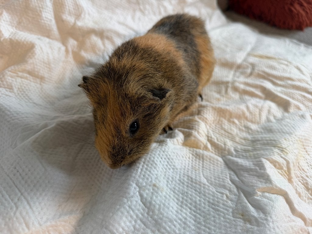 2 mannelijke cavia’s + kooi+ ren + hooi+ bodembedekking,voer, Animaux & Accessoires, Rongeurs, Mâle, Cobaye, Août, Domestique