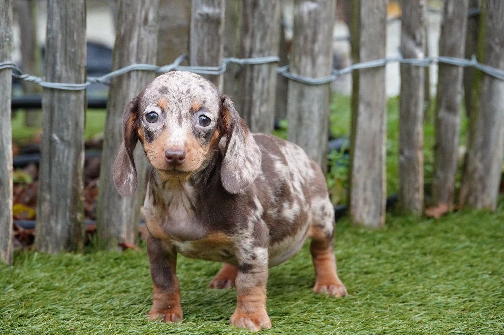 Kortharige dwergteckel pups, met stamboom; choco merle & tan, Dieren en Toebehoren, België, CDV (hondenziekte), 8 tot 15 weken