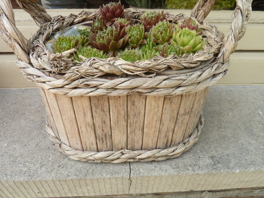 Vetplant in mandje, Volle zon, Vaste plant, Bloeit niet, Ophalen