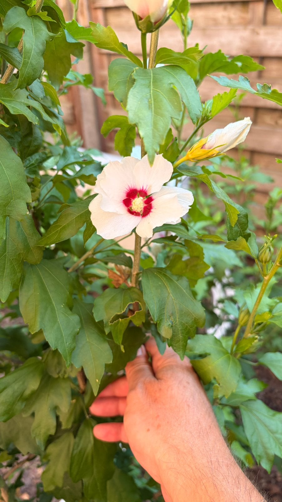 Siergras en hibiscus, Ophalen, In pot