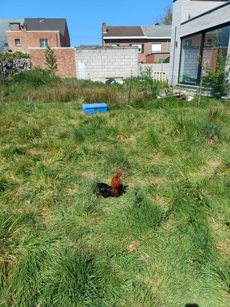 Haan, Dieren en Toebehoren, Mannelijk, Kip