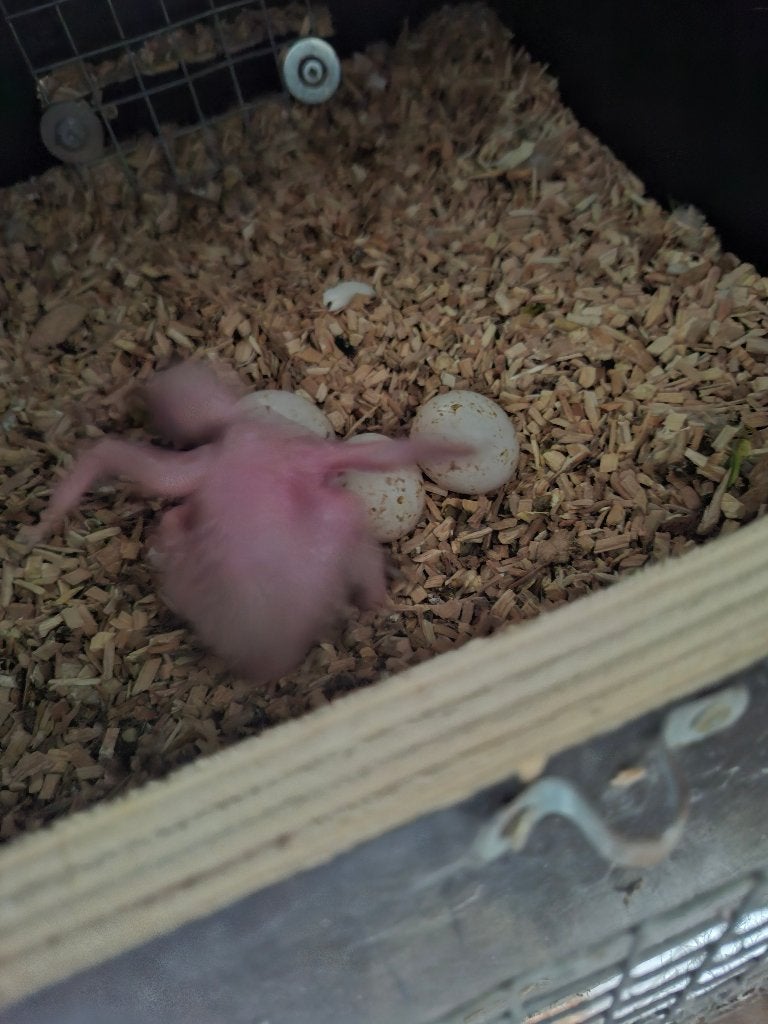 Handtamme caique en blauwvoorhoofd amazone, Sexe inconnu, Perroquet, Domestique