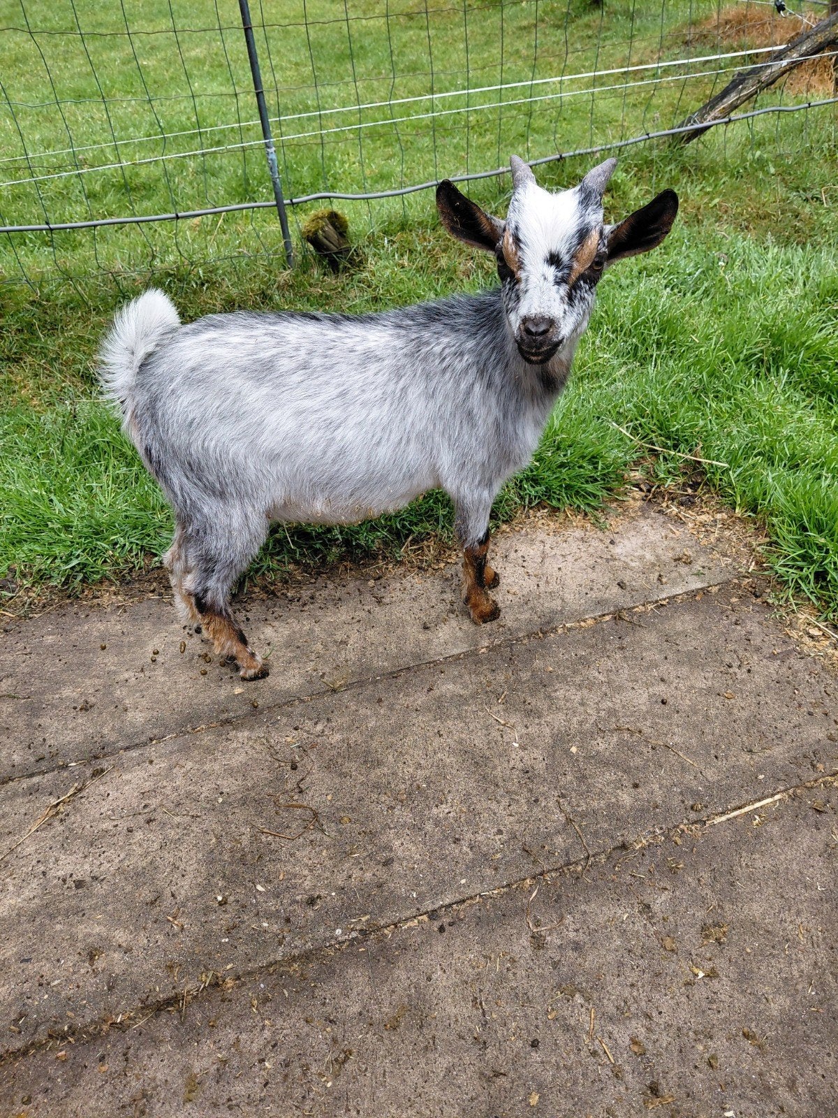 Dwerggeiten, Animaux & Accessoires, Moutons, Chèvres & Cochons