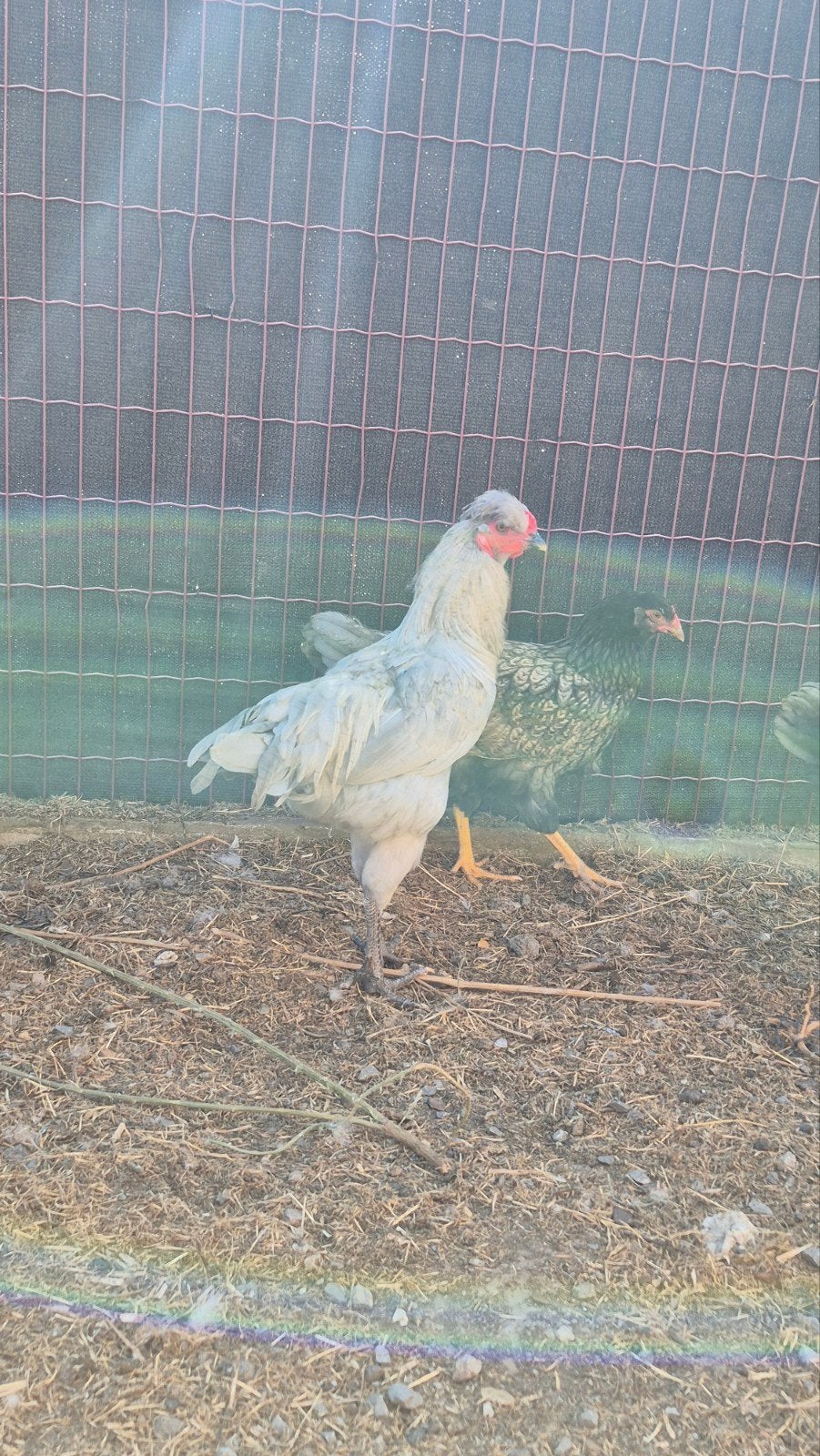 auracana lavendel haan, Dieren en Toebehoren, Mannelijk, Kip