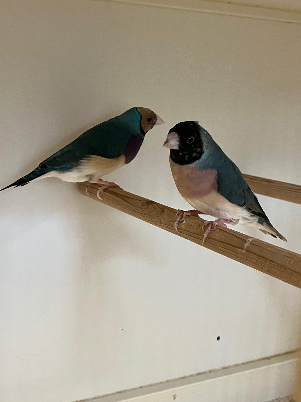 Koppel blauwe gouldamadines