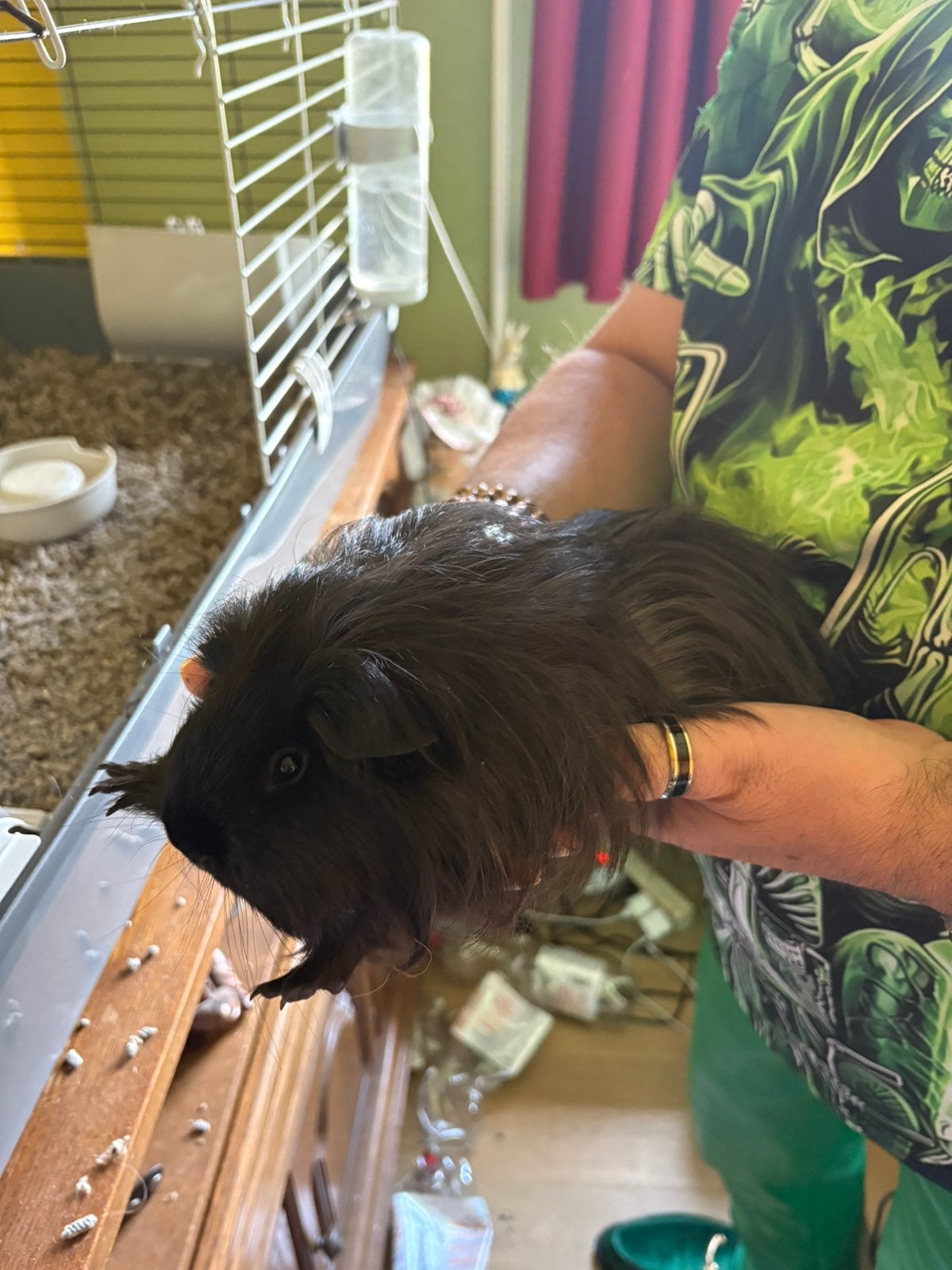 2 cavias met toebehoren goed lezen, Dieren en Toebehoren, Januari, Meerdere dieren, Cavia