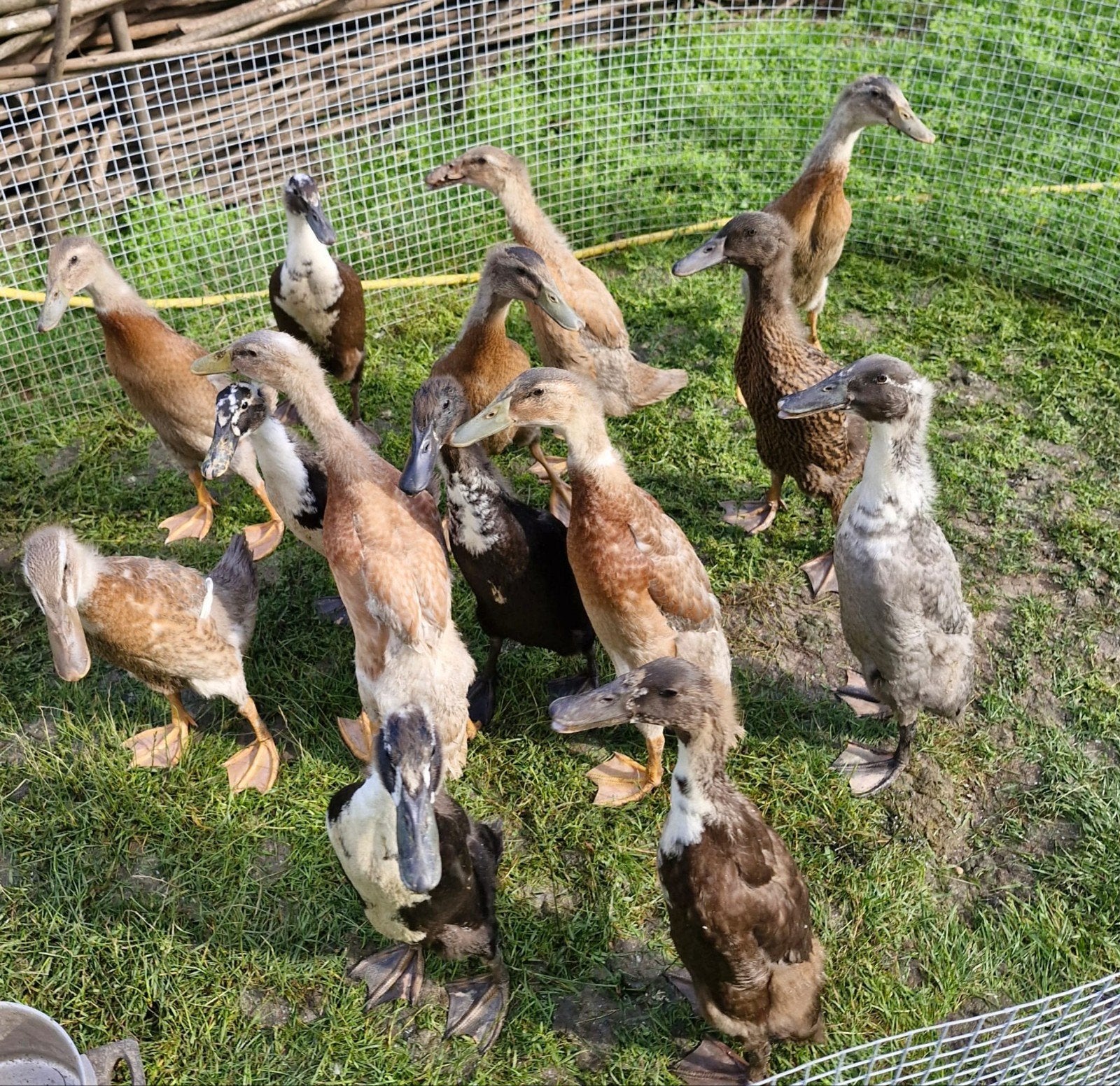 Indische loopeenden, Dieren en Toebehoren, Pluimvee