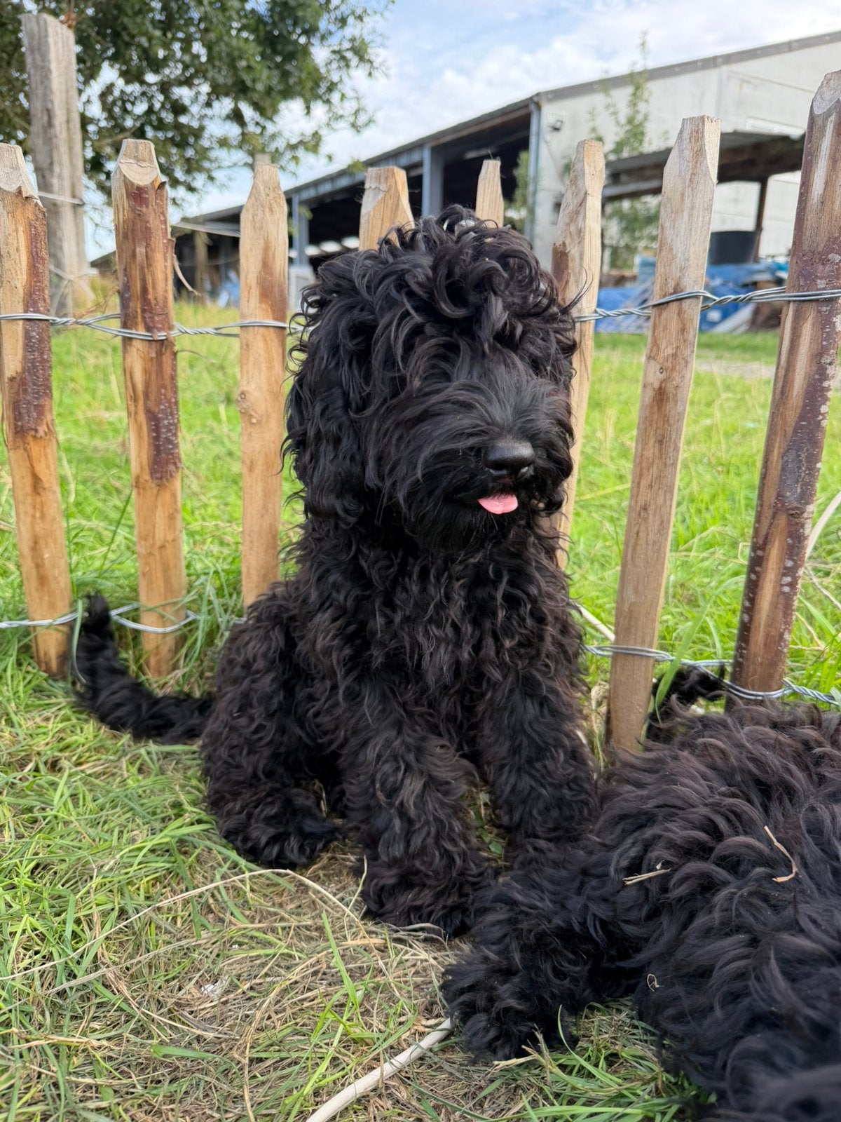Mooi zwart mini Labradoodle pup!, Dieren en Toebehoren, België, Reu, CDV (hondenziekte), 8 tot 15 weken