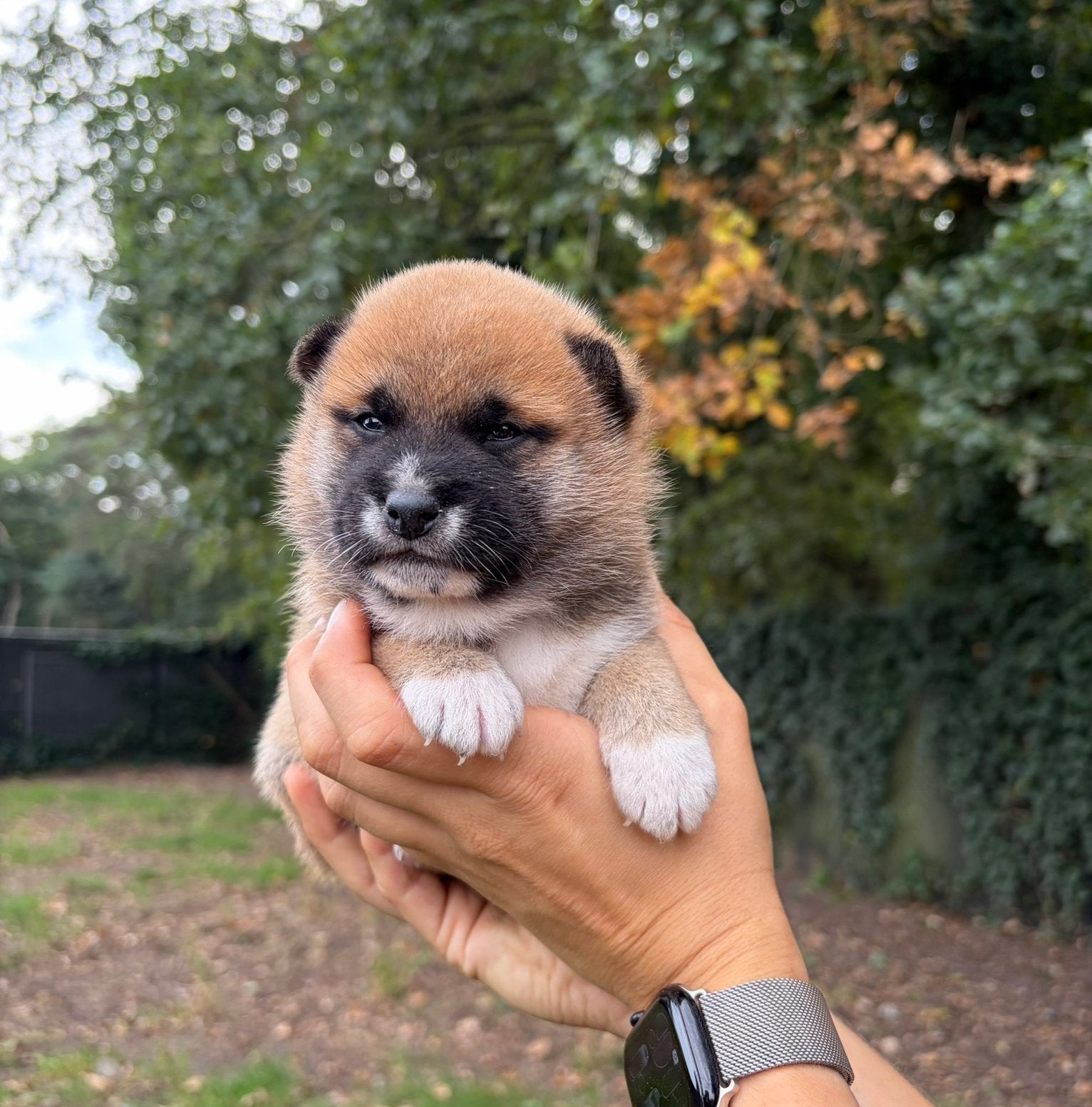 Mooie Shiba Inu pups, Dieren en Toebehoren, België, 8 tot 15 weken, Meerdere, Fokker | Professioneel