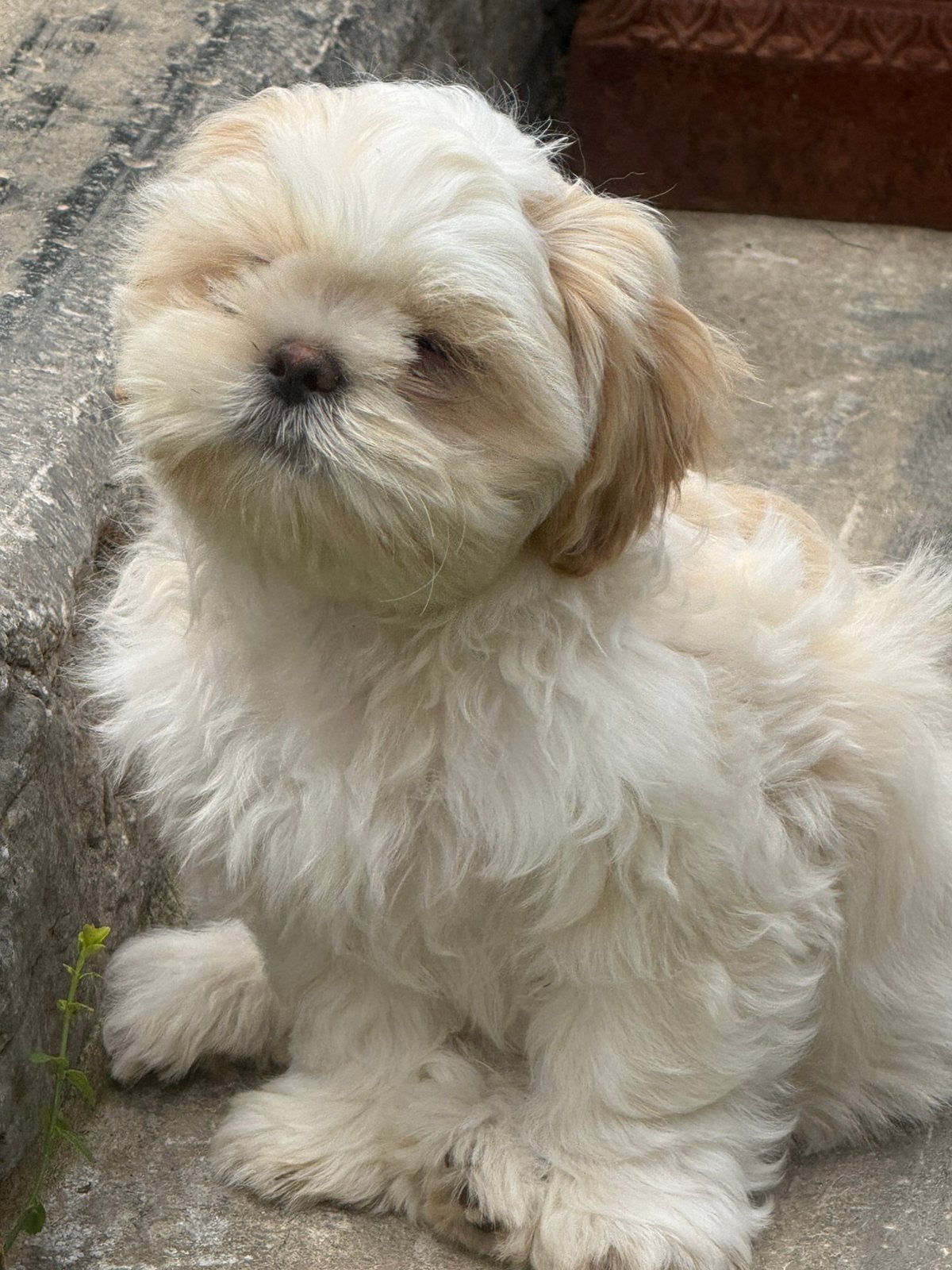Lhasa apso pups, Parvo, België, Overige rassen, 8 tot 15 weken