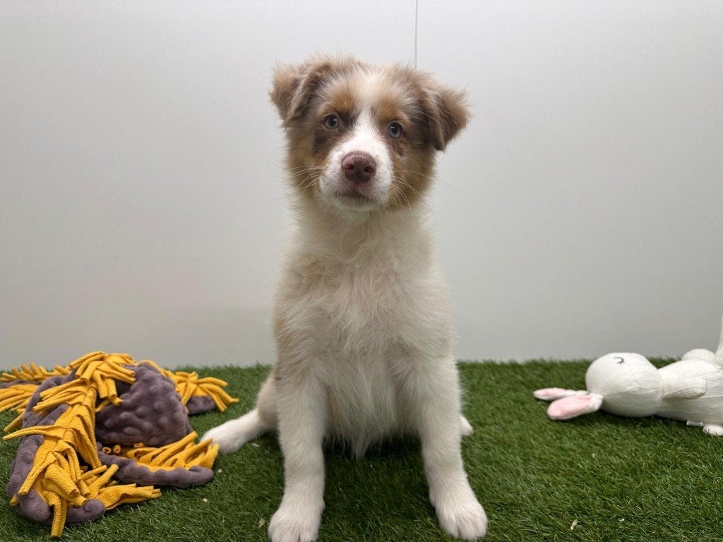 Nid pour chien de berger australien, 15 semaines à 1 an, Maladie de Carré (chiens), Éleveur | Professionnel, Plusieurs