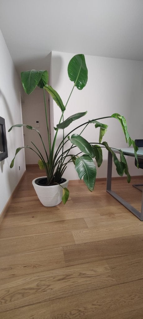 Strelizia Nicolai | Paradijsvogelplant, Autres espèces, 150 à 200 cm, Enlèvement, Plante verte