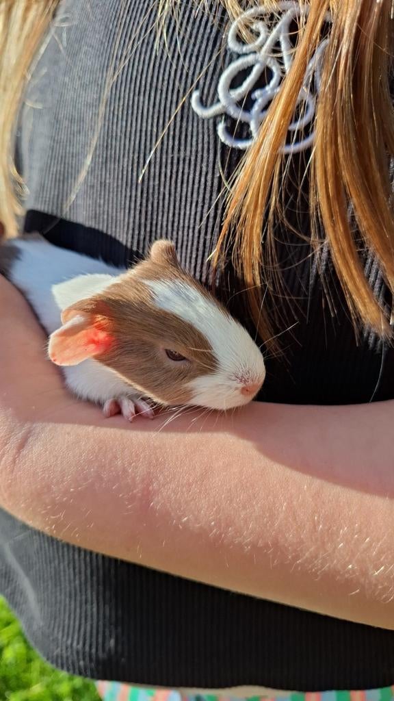 Cavia's (verschillende leeftijden), Dieren en Toebehoren, Februari, Cavia