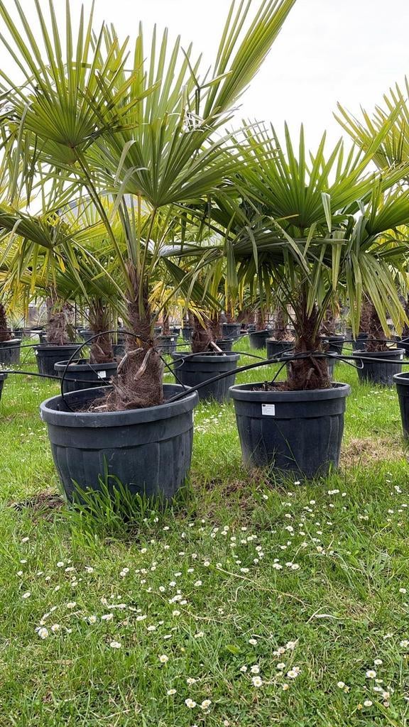 ‼️palmbomen trachycarpus fortunei aan promoprijzen ‼️, Tuin en Terras, Planten | Tuinplanten, Ophalen