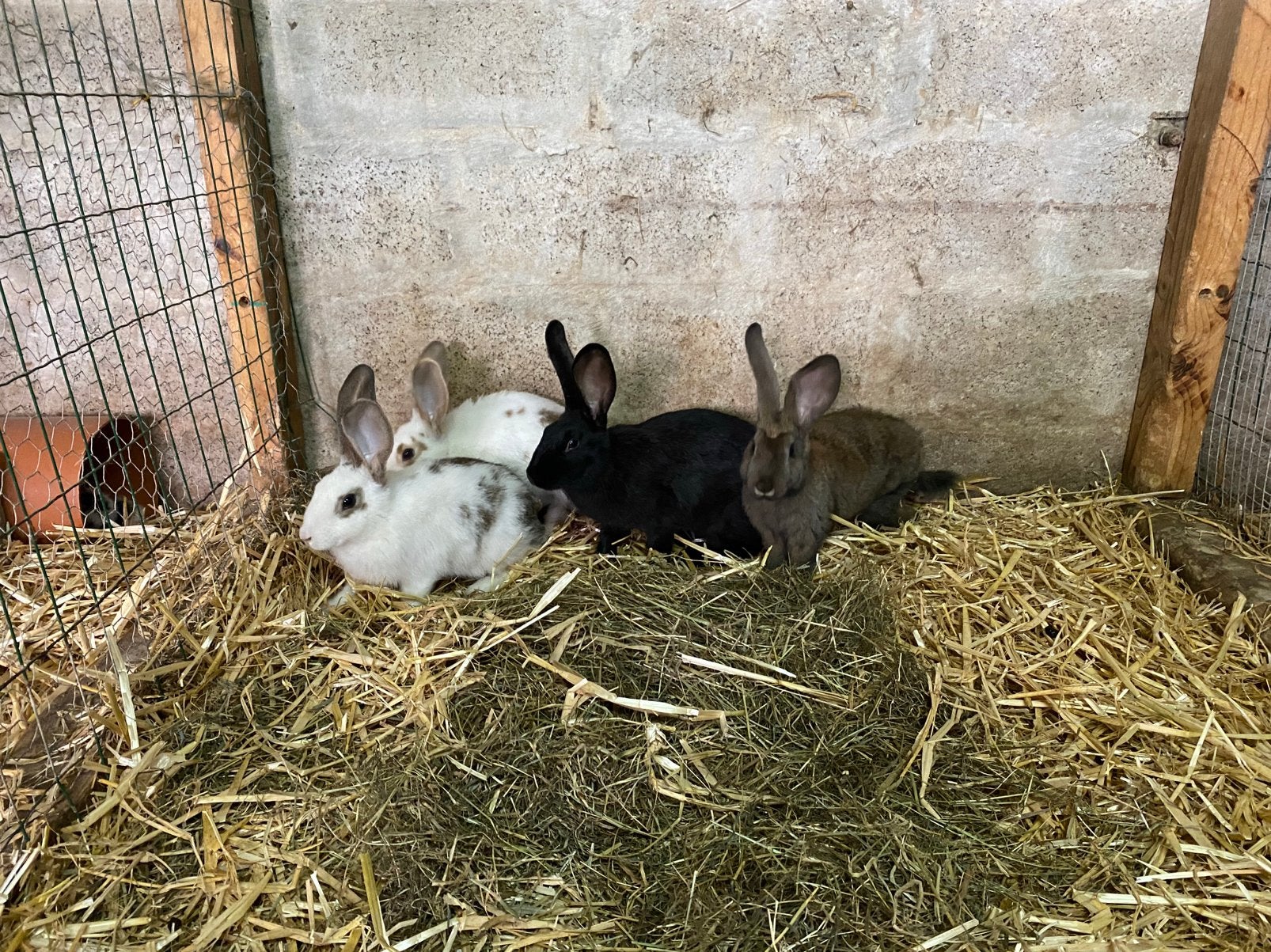 Jonge konijnen te koop., Dieren en Toebehoren, Konijnen, Meerdere dieren, Groot, 0 tot 2 jaar