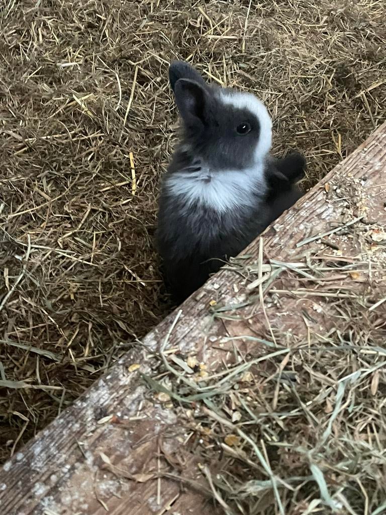 Jonge dwergkonijntjes (leeuwenkopjes), Plusieurs animaux, Nain, 0 à 2 ans