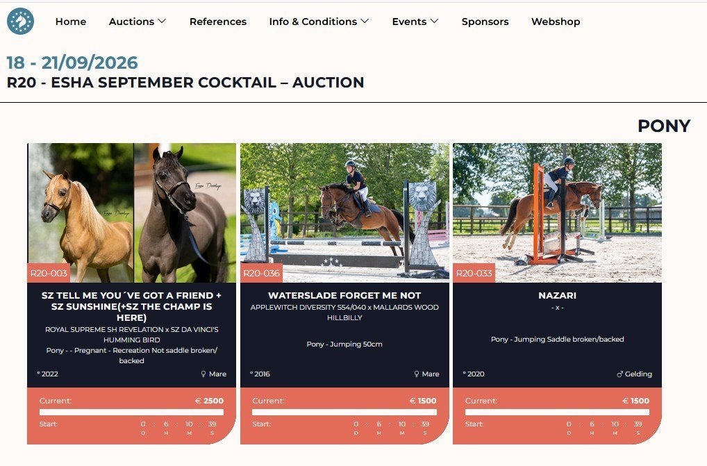 4 jolis poneys lors de notre vente aux enchères ESHA 18-9, Poney C (1.27 m à 1.37m), Avec pedigree, Débourré, Étalon