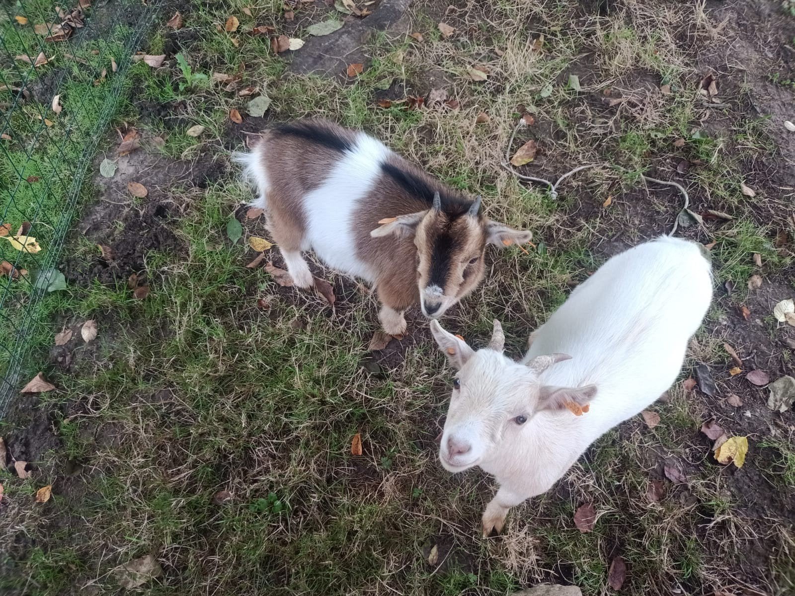 chevre nains, Animaux & Accessoires, Mâle