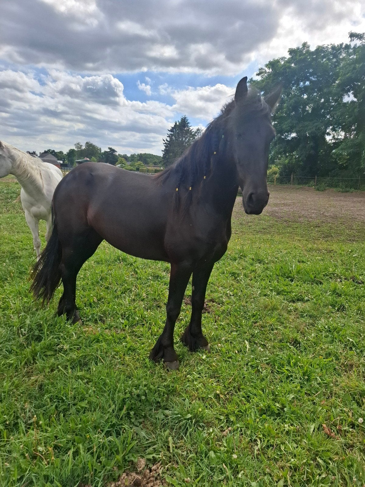 3 jarige friese merrie, Dieren en Toebehoren, Paarden, Merrie