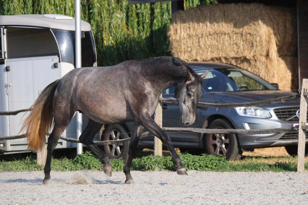 Grote sportieve PRE merrie - 2,5j - rechtstreeks van fokker, Dieren en Toebehoren, Merrie, Met stamboom, Niet van toepassing, Dressuurpaard