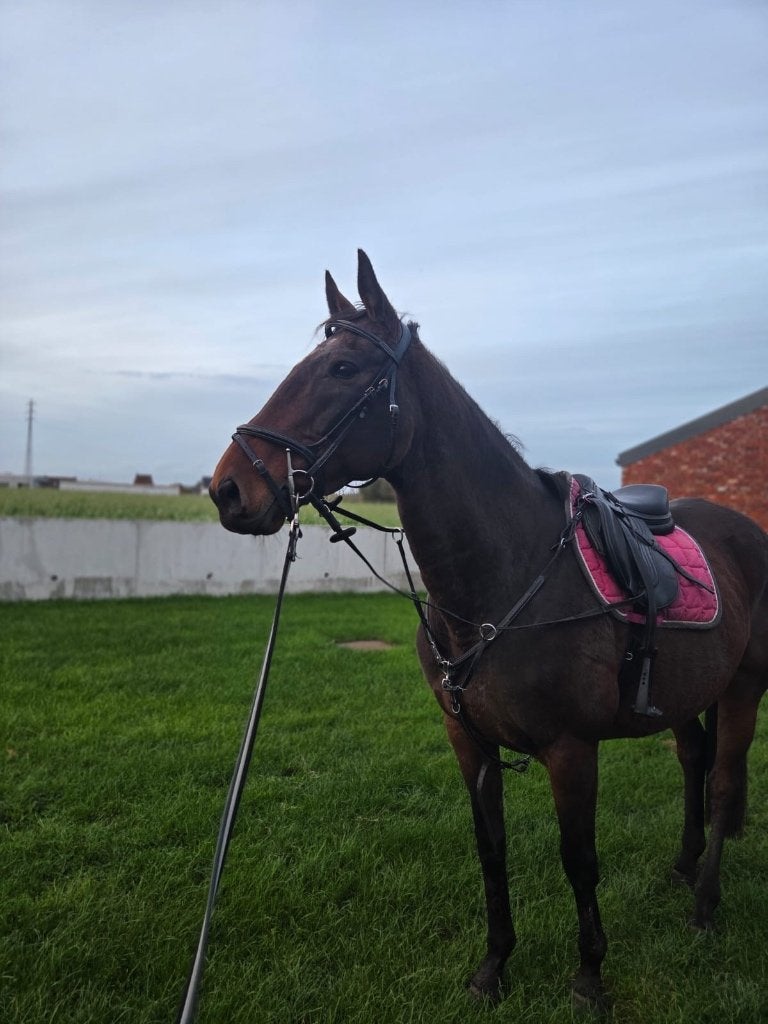 Zora - Jument - 1,62 cm de hauteur au garrot, Vermifugé, 11 ans ou plus, 160 à 165 cm, Ne s'applique pas