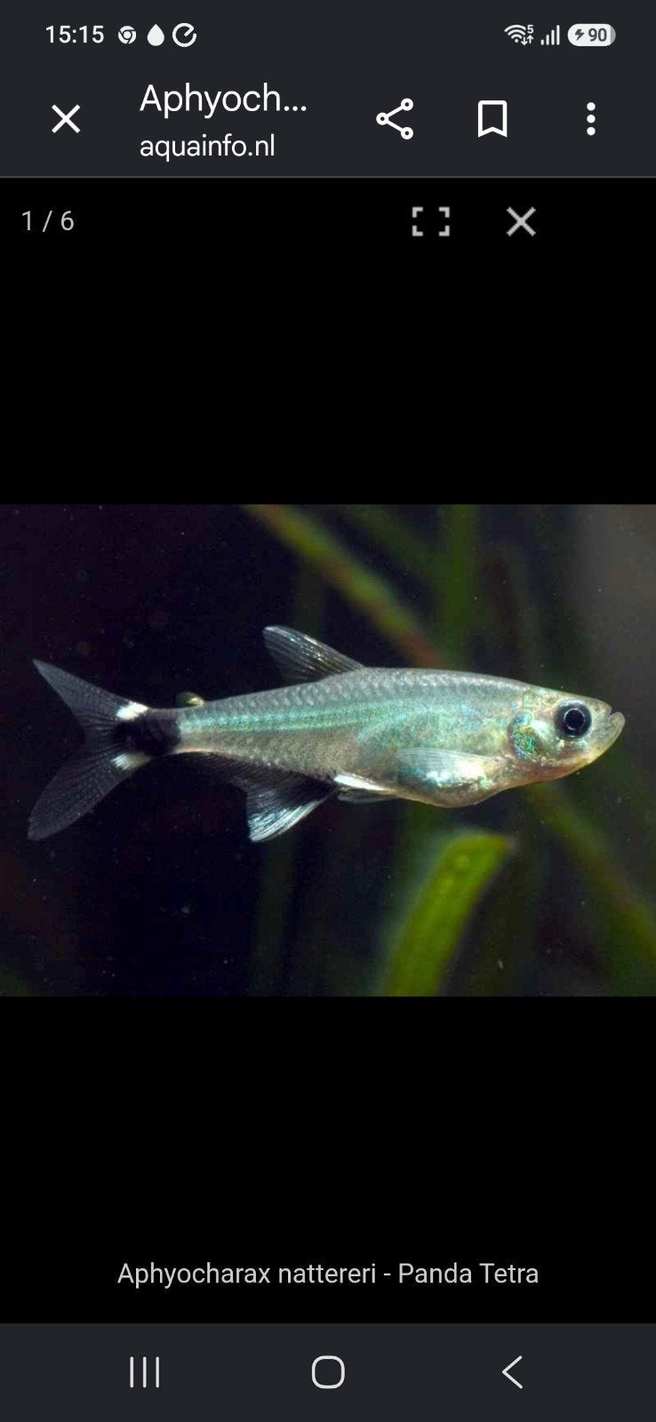panda tetra, Dieren en Toebehoren