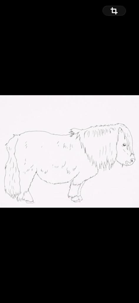 PETITE JUMENT NÉCESSITANT ATTENTION ADAPTEE POUR ADOPTION, Animaux & Accessoires, 11 ans ou plus, Poney de récréation, Jument