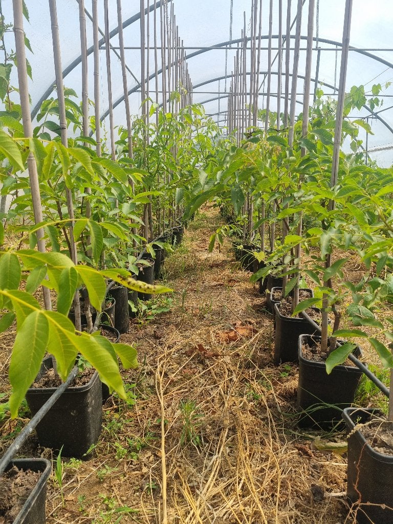 Noix - milotai 10, Jardin & Terrasse, Plantes | Arbres, Enlèvement, En pot