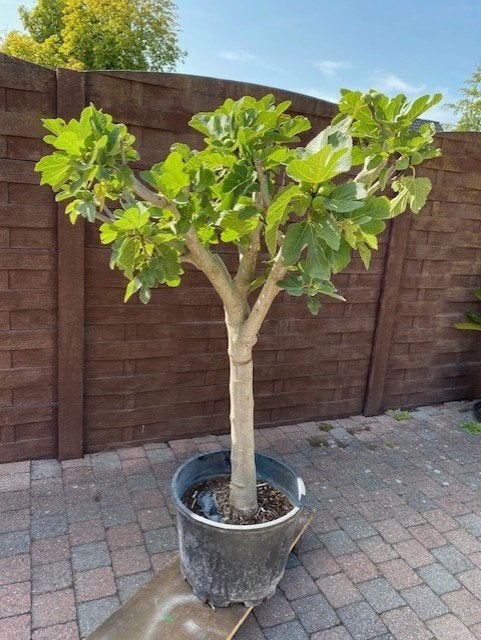 Vijgenboom Ficus Carica winterhard, Jardin & Terrasse, Enlèvement, Figuier